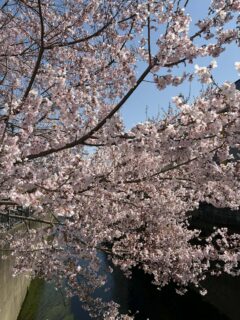 桜の季節に桜模様は一般的なのか。新宿中井駅近くの着付け教室