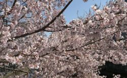 桜の季節に桜模様は一般的なのか。新宿中井駅近くの着付け教室